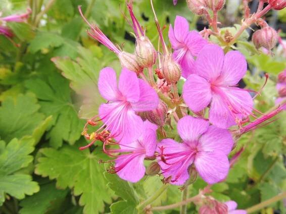 Geranium macrorrhizum " Bevan´s Variety " - kakost Zahradnictví Krulichovi - zahradnictví, květinářství, trvalky, skalničky