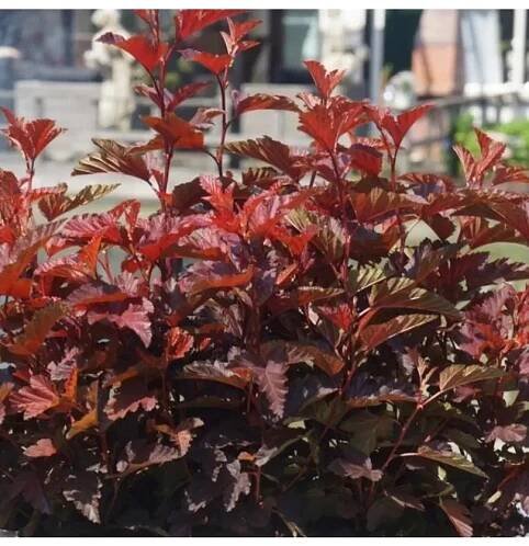 Physocarpus opulifolius 'Little Angel®' 40-60 VKR4L