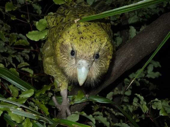 An adult female kākāpō (Strigops habroptila) in a tree at night. Kākāpō are nocturnal and flightless. Image by Andrew Digby/New Zealand Department of Conservation.