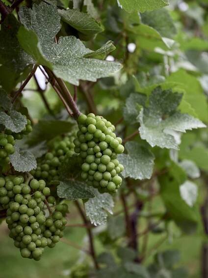 EnglishSparklingWine2021_Gili_5232.jpg