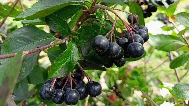 Proč a jak pěstovat arónii? Získáte zdravé bobule do ovocných štáv