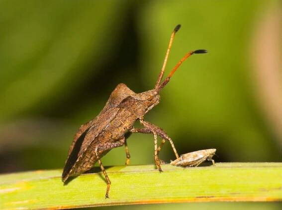 Squash bug (Anasa tristis)