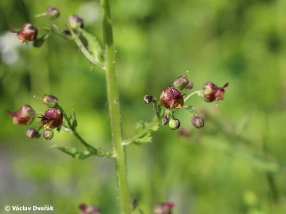 Scrophularia scopolii - krtičník Scopoliho | Scrophulariaceae - krtičníkovité | Natura Bohemica
