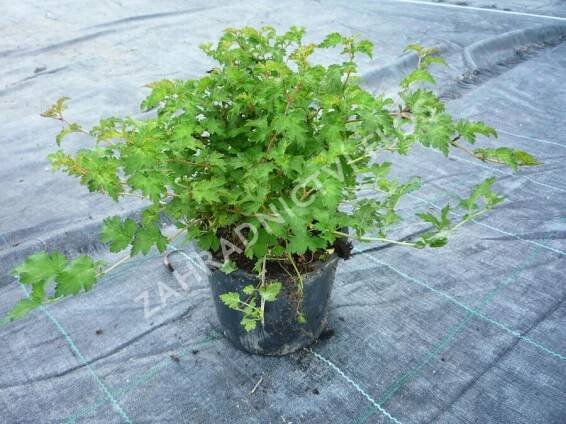 Korunatka klaná 'Crispa' - Stephanandra incisa 'Crispa'