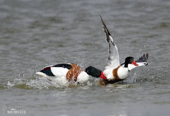 Husice liščí | Naturfoto.cz
