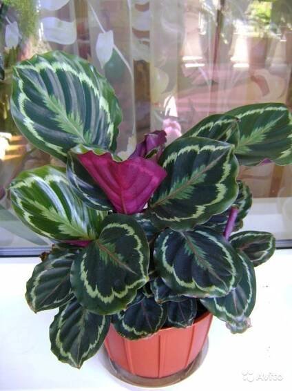 Rostlina Calathea: fotografie, druhy a odrůdy květin se jmény, rostoucí doma