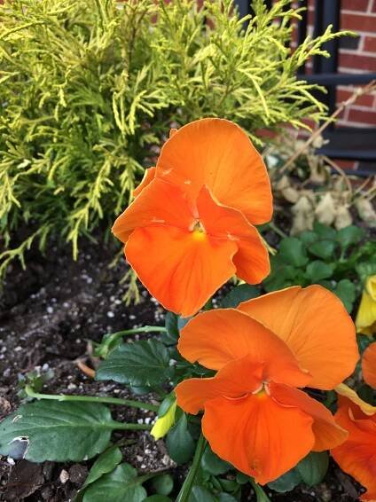 Late April Flowers and Foliage – KarenFurst.com