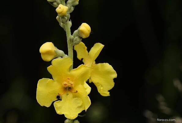 Atlas - fotogalerie: verbascum phlomoides; 1