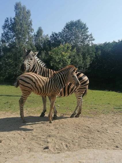 Podívejte se, kdo všechno žije v borovanské Zoo Dvorec