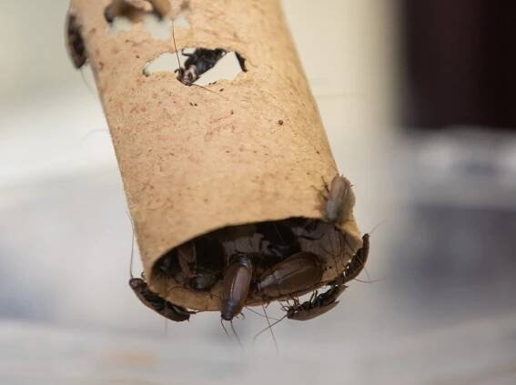 Like us, pregnant roaches need more sleep