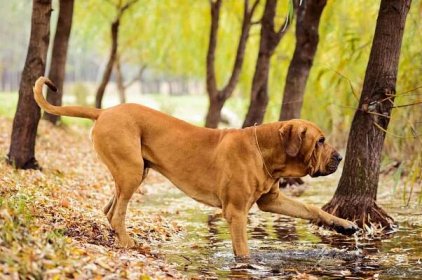 Dospělý Fila Brasileiro (Brazilský mastif) pes u rybníka dotýkající se vody, podzimní scéna — Stock obrázek