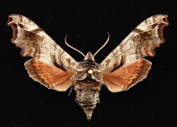 Deidamia inscriptum - SPHINGIDAE OF THE UNITED STATES OF AMERICA