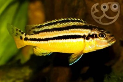 Golden Mbuna Cichlid - Melanochromis auratus Fish Profile & Care Guide