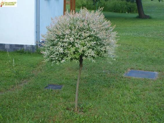 Japonská vrba - Salix 'HAKURO - NISHIKI' (kont. 9x9 cm,keř)