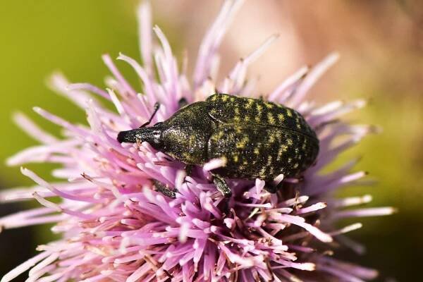 Curculionidae – Nosatcovití – (Ne)viditelné krásky 
