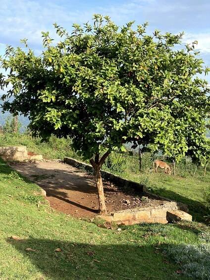 Klidná Africká Krajina Se Stromem · Základová fotografie zdarma