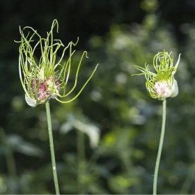 Česnek Hair vláskatý - Allium - cibule okrasného česneku - 3 ks