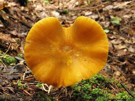 Štítovka žlutá - Pluteus leoninus - Kudluv fotoatlas hubKudluv fotoatlas hub
