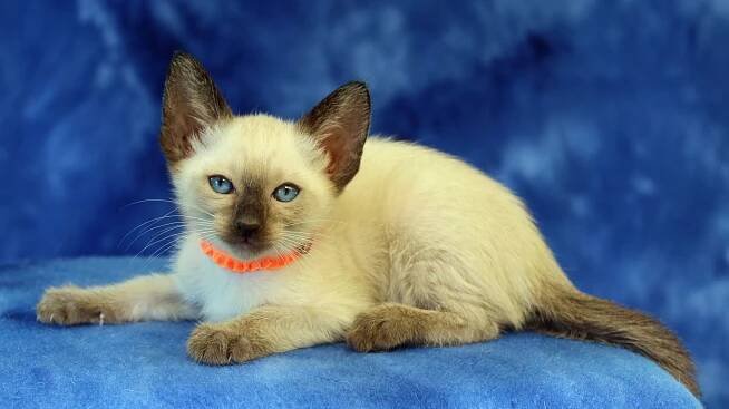 Felicia’s third litter at SEVEN weeks