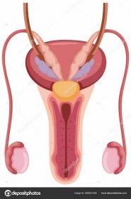 Stáhnout - Anatomie mužského reprodukčního systému ilustrace — Ilustrace