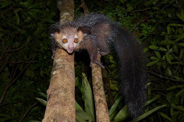 an aye-aye