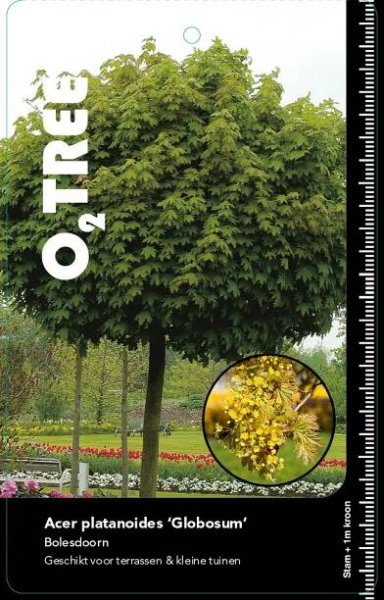 acer-platanoides-globosum