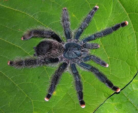 Avicularia avicularia (Linnaeus, 1758), female, Beni, Bolivia