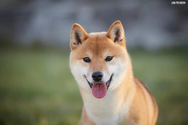 ARTICLES. AMERICAN AKITA RUBYLIGHT KENNEL I SHIBA-INU