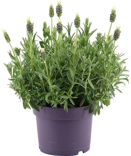 OBI Levandule "Anouk" bílá průměr květináče cca 17 cm Lavandula stoechas