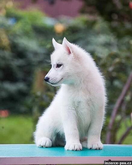 Prodám štěně Sibiřského husky