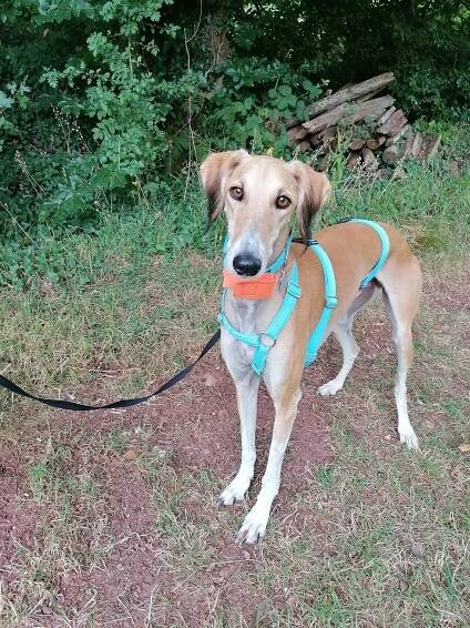 Darcy - Project Galgo Adoption & Fostering