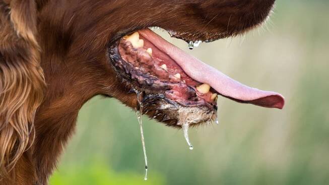 A dog drools excessively.
