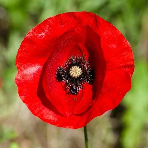 Základová fotografie na téma barevný, barevný kontrast, botanický, červená, červená kytka, detail, detailní, domácí zahrádkářství