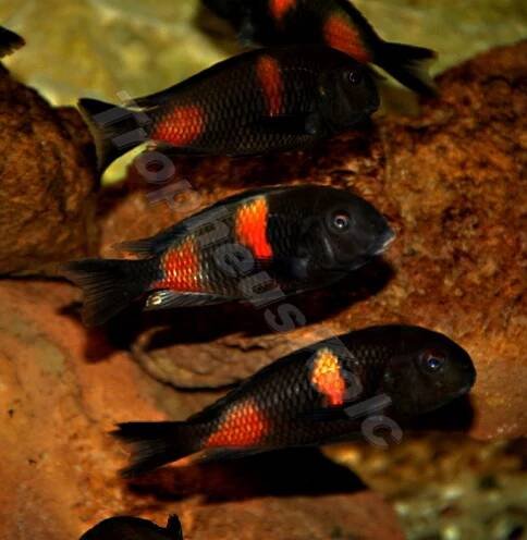 Tropheus sp. Bulu point - Kirschfleck | E-shop | SERA.SK