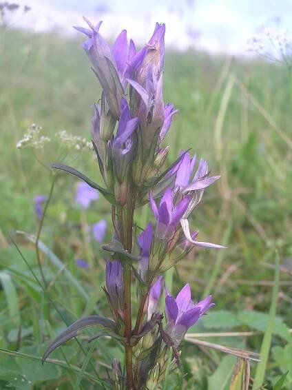 Soubor:Gentianella praecox subsp. bohemica3.JPG – Wikipedie