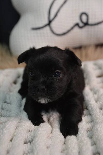 Eliot -Male Morkie