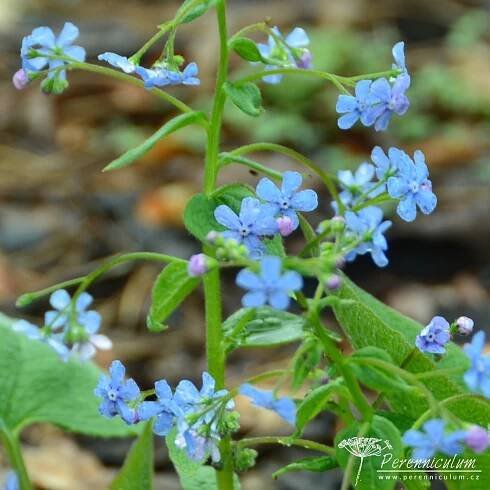 Brunnera sibirica