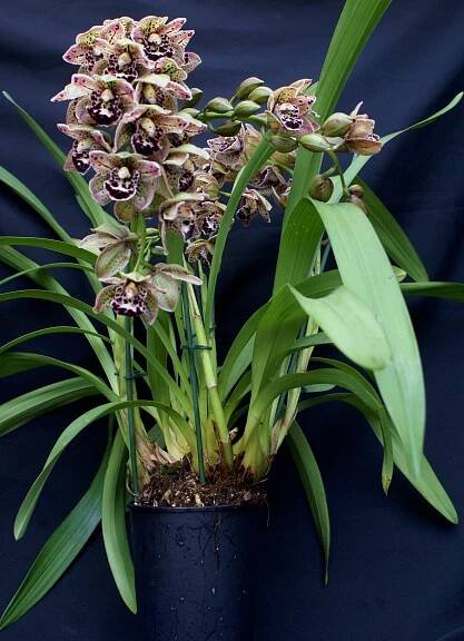 Cymbidium Vogel's Magic 