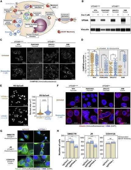 Synthetic Lethal Interaction between the ESCRT Paralog Enzymes VPS4A and VPS4B in Cancers Harboring Loss of Chromosome 18