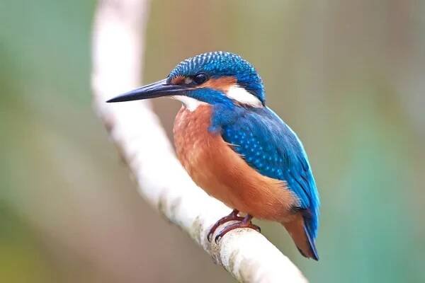 Ledňáček obecný (Alcedo atthis) — Stock obrázek