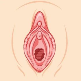 Hymenoplasty before reproductive system uterus. Front view Hymen repair restoration revirginization. Human Surface anatomy of the perineum external organs location scheme, vagina vulva flat style icon — Ilustrace