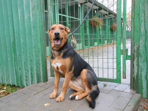 Psi k adopci z útulků, azylů a neziskových organizací
