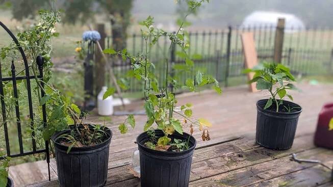 How to Start Tomato Seeds Indoors - The Ultimate Homestead