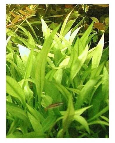 Echinodorus quadricostatus