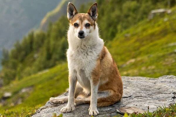 Norwegischer Lundehund sits on a rock on a hillside