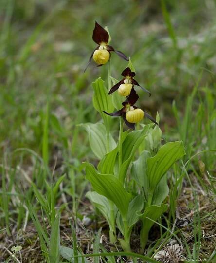Střevíčník pantoflíček (Cypripedium calceolus)
