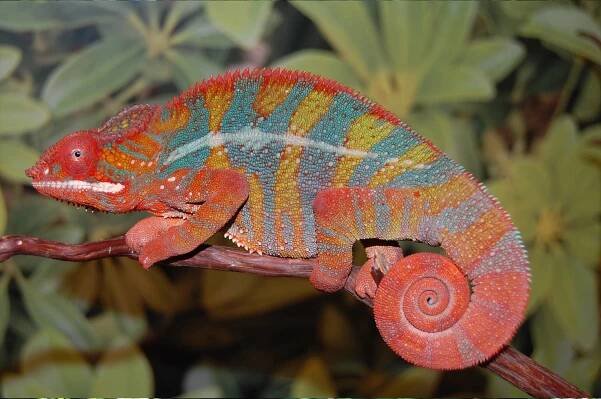 Ambilobe Panther Chameleon (Seethy Bloodline)