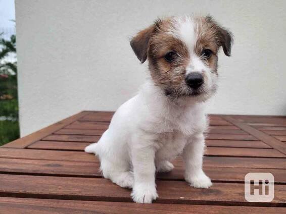 Prodám štěně - fenku Jack Russell Teriera  - foto 1