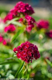 Scarlet Sweet William "Scarlet Beauty" - 450 semen - Dianthus barbatus - semena – Garden Seeds Market | Doprava zdarma