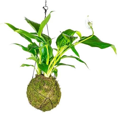 Gardners Kokedama Spathiphyllum (M) Spatifylum, Lopatkovec, Toulcovka 1 ks od 680 Kč - Heureka.cz